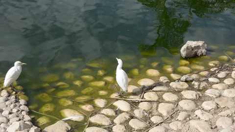 A close-up of a white stork in zoo Video stock 101085173
