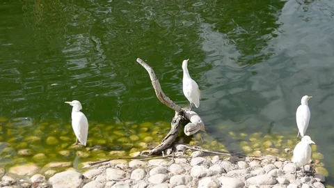A close-up of a white stork in zoo 스톡 동영상 101396052