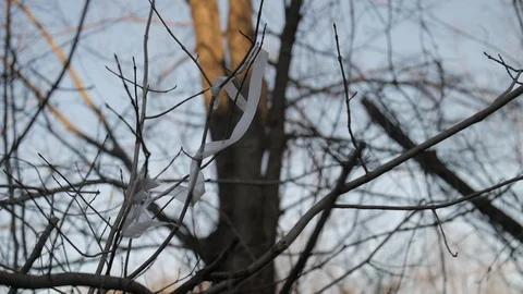 Close up white stringy trash stuck in branch Stock-Footage 104806957