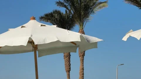 Close Up White Sun Umbrellas in the wind with Palm Trees Against Vivid Blue Sky Stock Footage 341300696