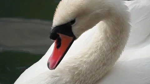 Close up of a white swan (cygnus olor) preening in the pond (graded) Stock Footage 118131353