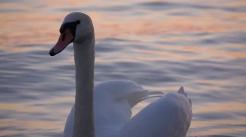 Close-up of a white swan is floating on the water of  balaton lake Vidéo 45877883