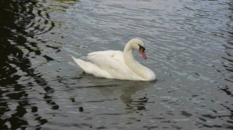 Close-up of a white swan Stock Footage 108336