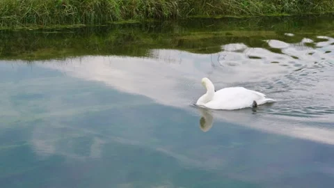 Close-up White Swan Gliding On Calm River Surface Stock Footage 319967740