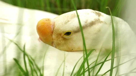 A Close-Up of a White Swan Resting Peacefully Within Tall Vibrant Green Video stock 332855976