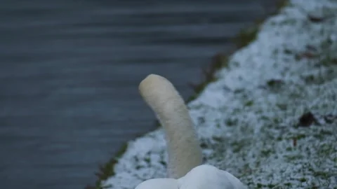Close up of a white swan shaking its head in slow motion Stock Footage 265435927