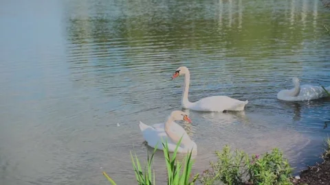 Close-up of white swans on the lake 库存影片 328049117