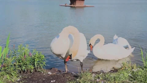 Close-up of white swans on the lake Video stock 328049639