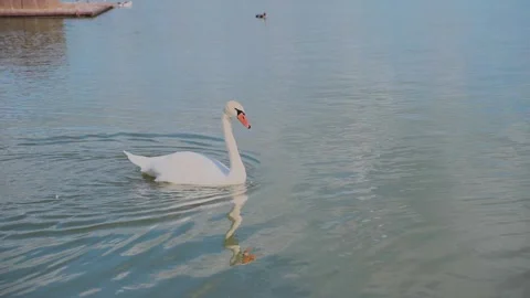 Close-up of white swans on the lake Stock Footage 328049673