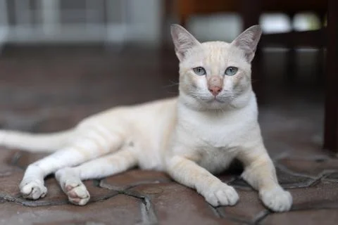 Close-up of a white tabby cat looking at the camera. Stock Photos