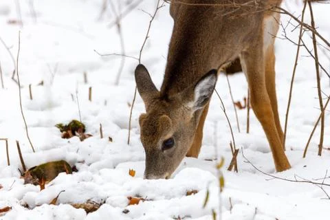 Close up of a White-tailed button buck Stock Photos