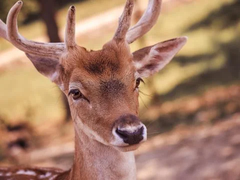 Close-up of a white-tailed doe Stock Photos