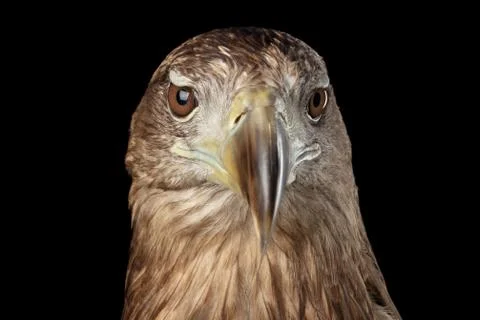 Close-up White-tailed eagle, Birds of prey isolated on Black background Stock Photos
