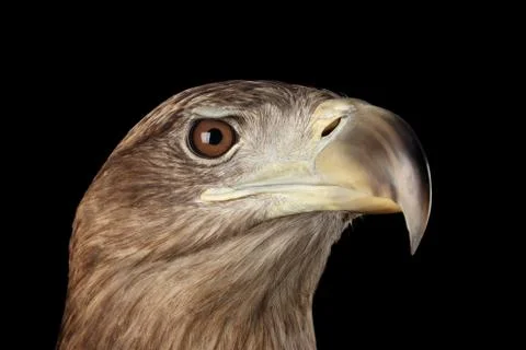 Close-up White-tailed eagle, Birds of prey isolated on Black background Stock Photos