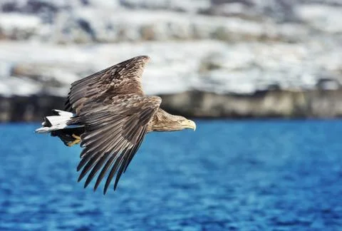 Close up of a White tailed Eagle in flight Stock Photos