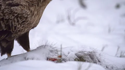 Close-up of a white-tailed eagle, Haliaeetus albicilla, eating a dead wild boar. Stock Footage 313403370