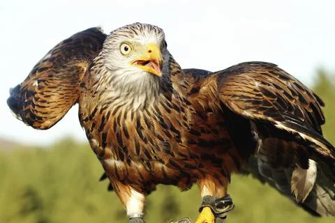 Close-up of a white tailed eagle. Portrait of a red kite with open beak (Milvus) Stock Photos