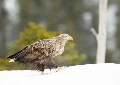 Close-up of a white-tailed eagle walking on snow Stock Photos