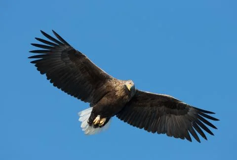 Close up of a White-tailed sea Eagle in flight Stock Photos