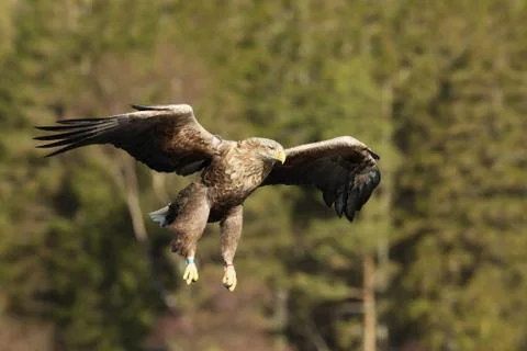 Close-up of a White-tailed sea Eagle in flight Stock Photos