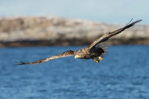 Close up of a White-tailed sea Eagle in flight Stock Photos