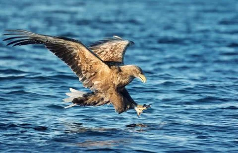Close up of a White-tailed sea Eagle catching a fish Stock Photos