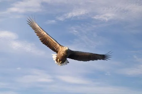 Close-up of a White-tailed sea Eagle in flight Stock Photos