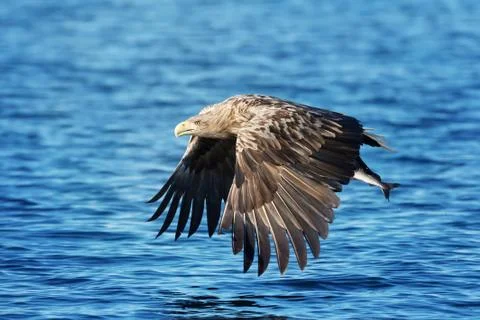 Close up of a White-tailed sea Eagle in flight Stock Photos