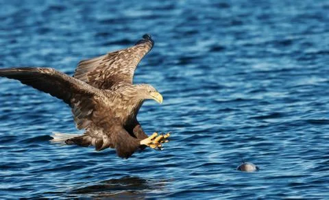 Close up of a White-tailed sea Eagle catching a fish Stock Photos