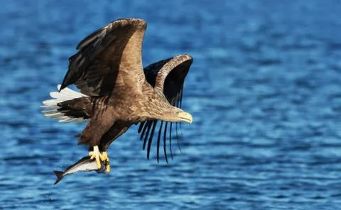 Close up of a White-tailed sea Eagle catching a fish Stock Photos