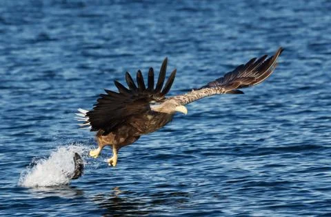 Close up of a White-tailed sea Eagle in action Stock Photos