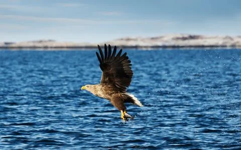 Close up of a White-tailed sea Eagle in flight Stock Photos
