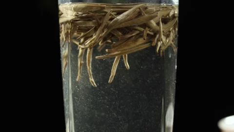 Close Up of White Tea Leaves Steeping in Glass Cup on Dark Background Stock Footage 341668690