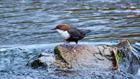 Close up of a white throated dipper, also known as the European dipper. Video stock 301515934