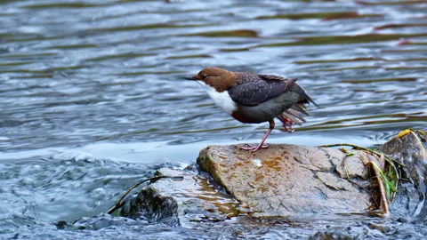 Close up of a white throated dipper, also known as the European dipper. Video stock 301516040
