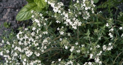 Close up of white thyme blossoms with bees on the flowers and peppermint leaves Vídeo Stock 108608551