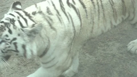 Close-up of a white tiger with black and brown stripes walking in the Huachipa Stock-Footage 158257511