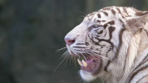 Close Up White Tiger Stock Footage 155959747