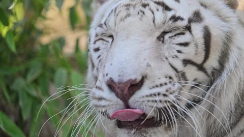 Close-up of white tiger, summer heat, lush green environment, slow-motion, wild Stock Footage 297901301