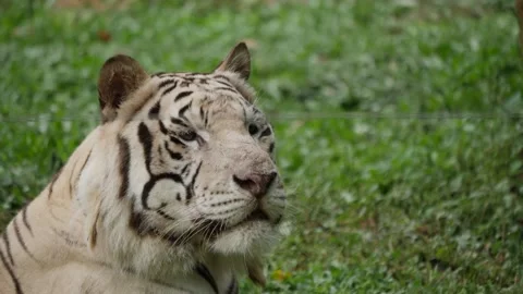 Close up of a white tiger in the zoo Stock Footage 160559558