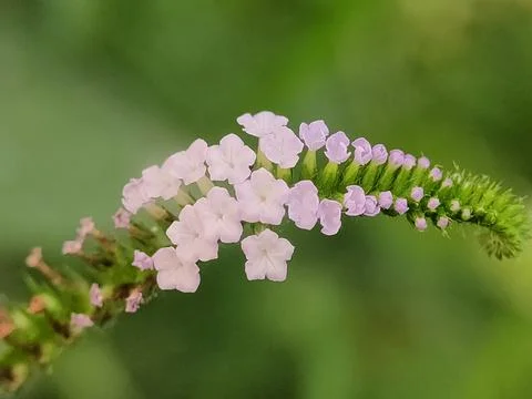 Close-up of white tiny flowers blooming. Fotos de archivo