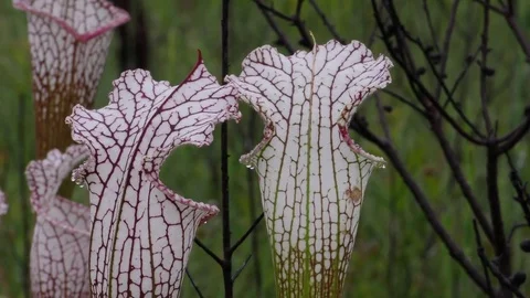 Close up of White-topped Pitcher Plant (Sarracenia lecophylla) SE USA Stock Footage