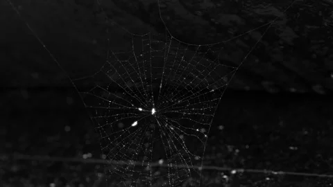 Close-up of a White Translucent Spider Constructing a Web Stock Footage 340462054