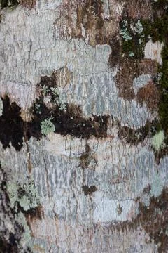 Close Up of white tree bark Stock Photos