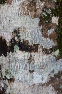 Close Up of white tree bark Stock Photos