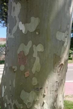 Close-up of a white tree bark, Spain Foto stock