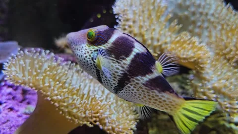 Close up of a  white tropical trunk or puffer fish Stock Footage 267469280