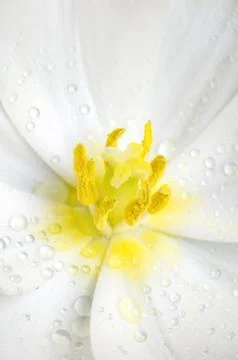 Close up of white tulip core Stock Photos
