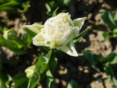 Close-up of white tulip Stock Photos