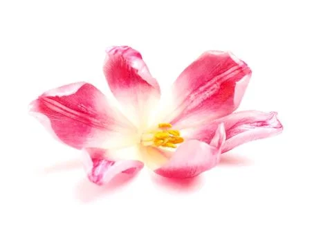 Close up of a white tulip Stock Photos